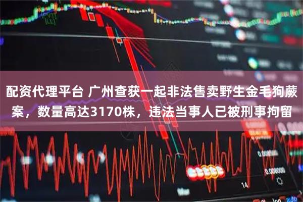 配资代理平台 广州查获一起非法售卖野生金毛狗蕨案，数量高达3170株，违法当事人已被刑事拘留